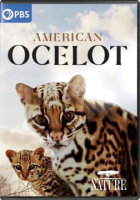 American_ocelot